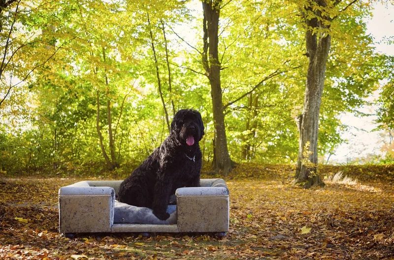 Casa Padrino Luxus Hundebett Grau Muster / Dunkelbraun / Grau 120 x 90 x H. 37 cm - Modernes Rechteckiges Hundebett mit Kissen - Luxus Hundemöbel - Luxus Tiermöbel