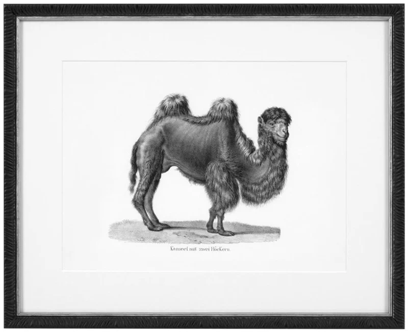 Casa Padrino Bilder 6er Set Historische Tiere Schwarz / Weiß 53,5 x H. 43,5 - Luxus Kunstdrucke mit Holzrahmen